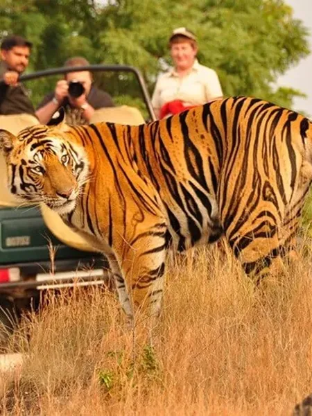 A tiger in sal forest, the kind of park a conservation programme is built around.