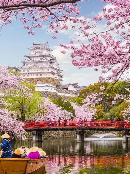 Cherry blossom over a walkway in Japan.