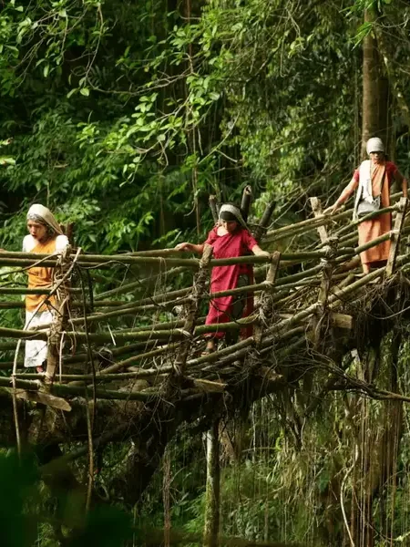 A living root bridge in Meghalaya, grown rather than built.