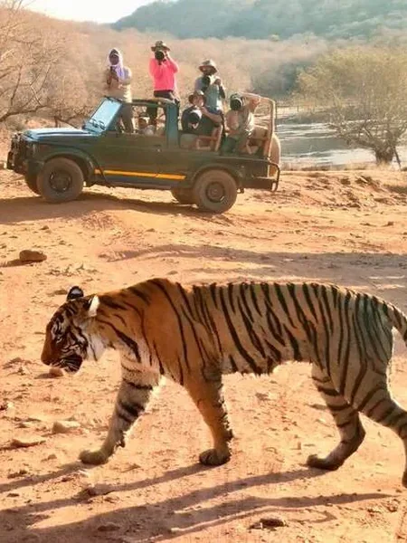 A tiger crossing open ground in Ranthambore, seen from a park vehicle.