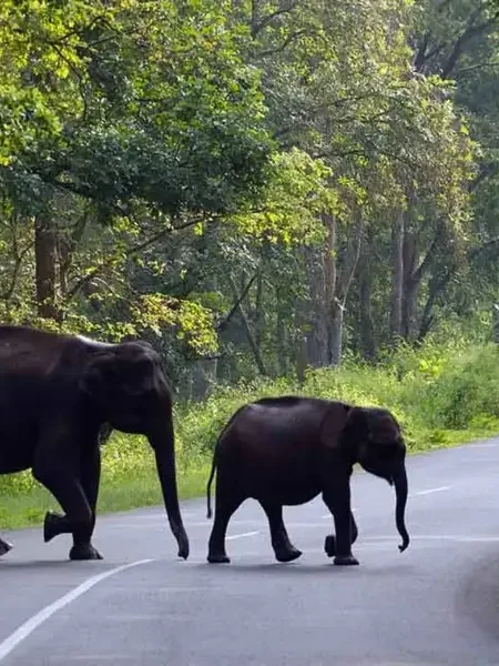 Tea and spice country in Wayanad, on the Malabar side of the ghats.
