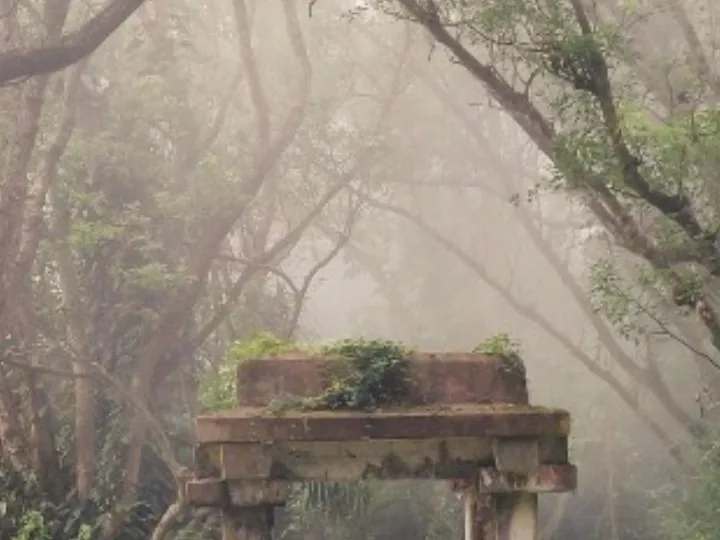 Mist moving through standing forest at first light.
