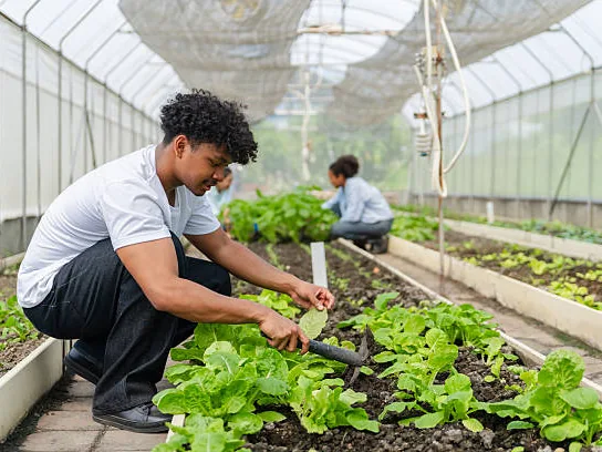A grower working a bed of seedlings under cover.