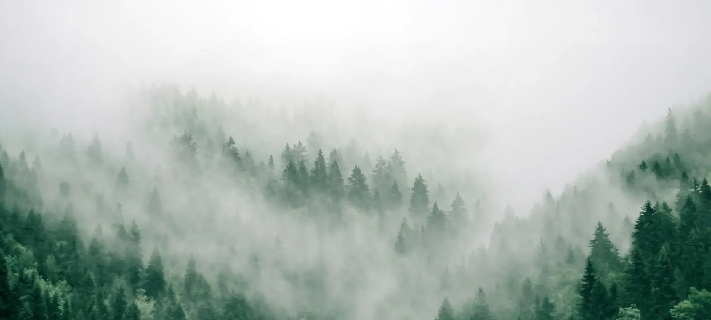 Mist moving through standing forest at first light.