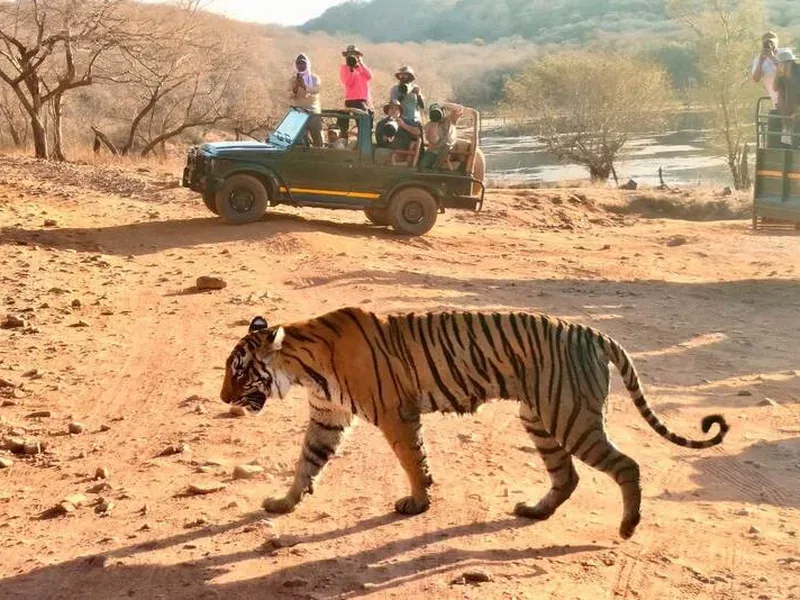 A tiger crossing open ground in Ranthambore, seen from a park vehicle.