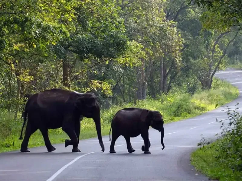 Tea and spice country in Wayanad, on the Malabar side of the ghats.