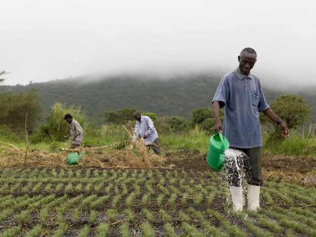 Growers working a terraced vegetable plot under hill cloud.