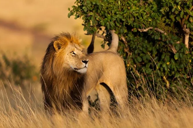 A lion in long grass on the Masai Mara.