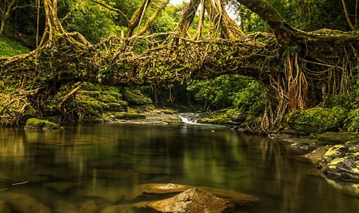 A living root bridge over a stream at Mawlynnong in Meghalaya.